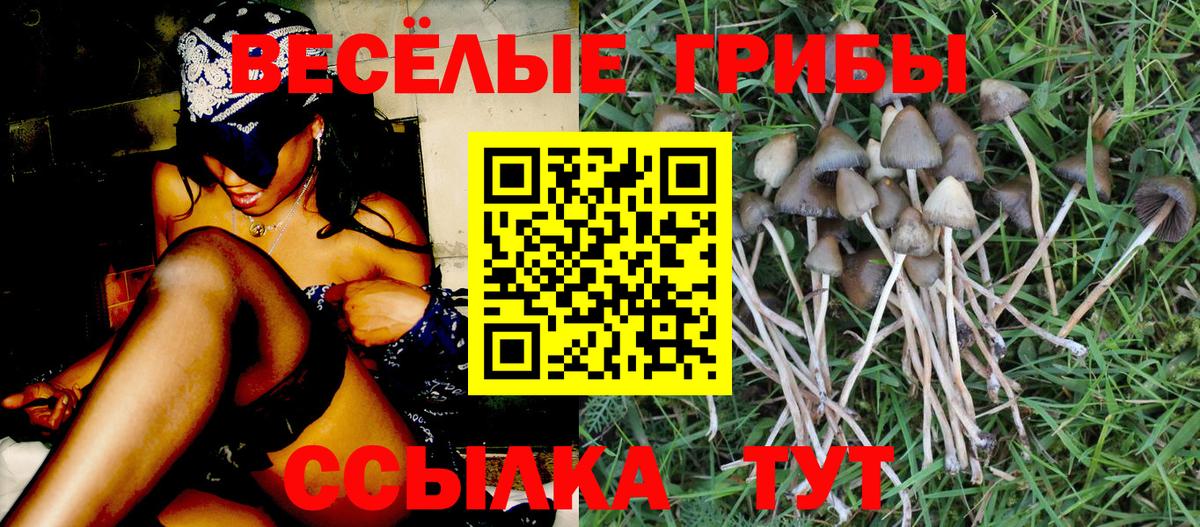 Псилоцибиновые грибы Cubensis Нижнеудинск
